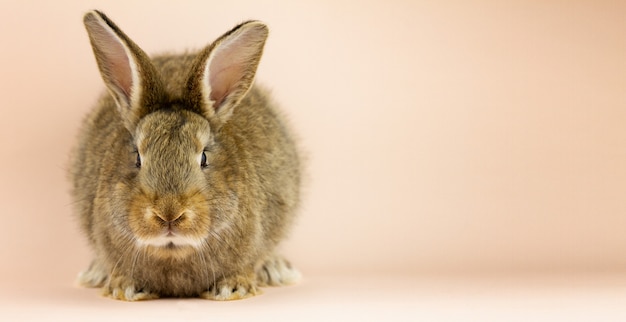 Rabbit on a beige wall.  grey hare on a pastel pink wall. Concept for the  holiday. Grey rabbit with a place for your unique text . Banner photo