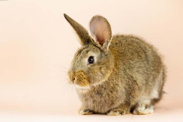 Rabbit on a beige wall.  grey hare on a pastel pink wall. Concept for the  holiday. Grey rabbit