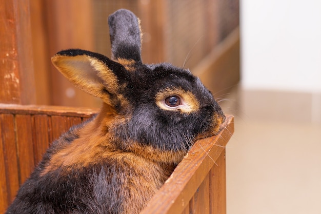 The rabbit of breed the black-fire  (tan) looks out of the cage 