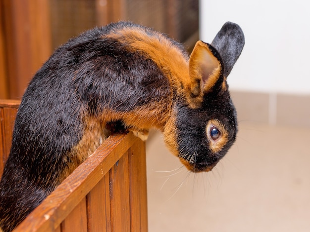 The rabbit of breed the black-fire  (tan) wants to pop out of the cage_