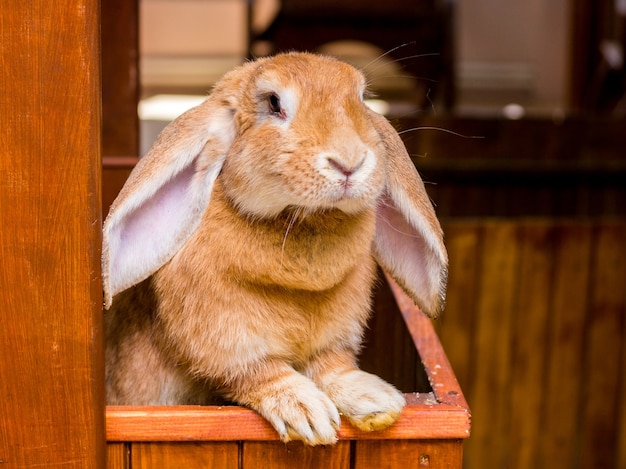 耳を下げた品種のフレンチラムのウサギがケージの外を見る_