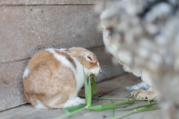 ぼかした背景の動物とウサギのバニー ペット背景のボケ味を持つ草を食べるウサギ