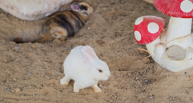  rabbit, bunny pet