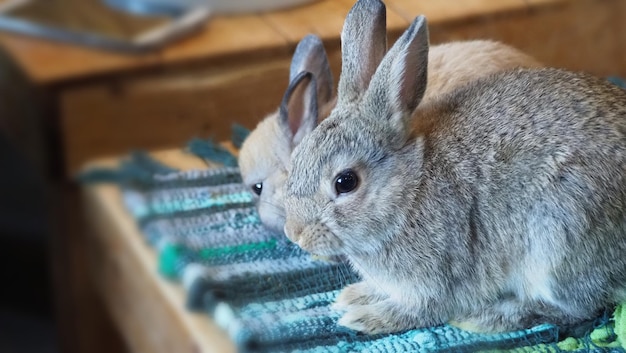 Rabbit or bunny sitting and playing on floor in house