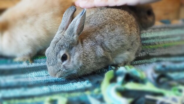 家の床に座って遊ぶウサギまたはバニー