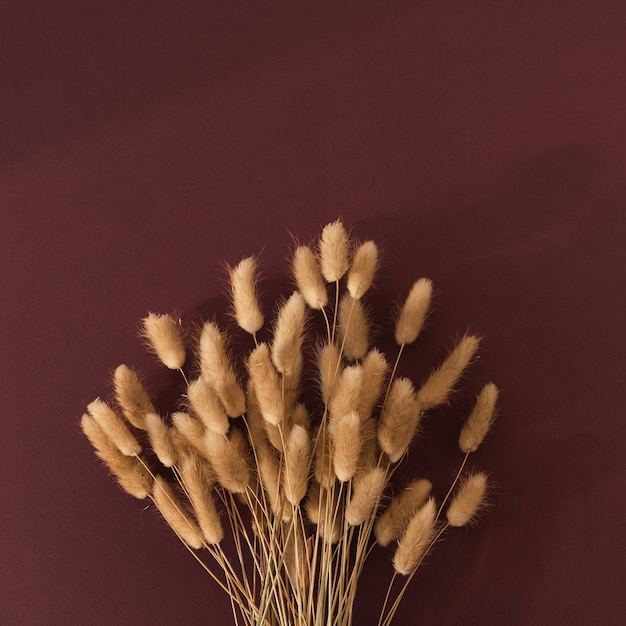 Rabbit bunny tail grass plant bouquet on burgundy.