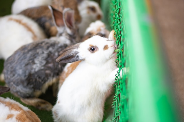 Rabbit in the cage mammal animal