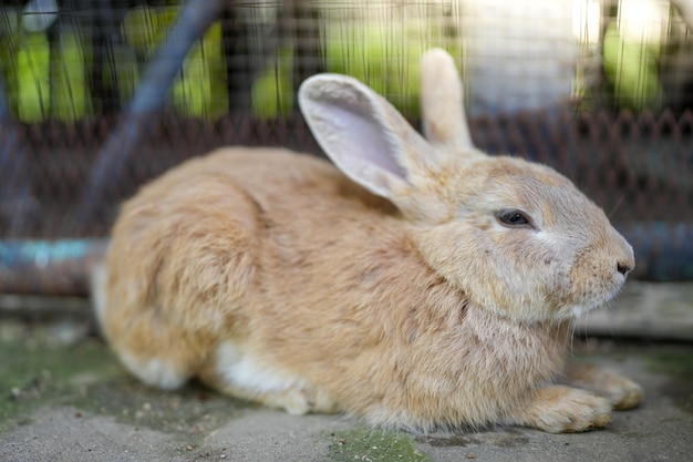 A rabbit in a cage with the sun shining on it