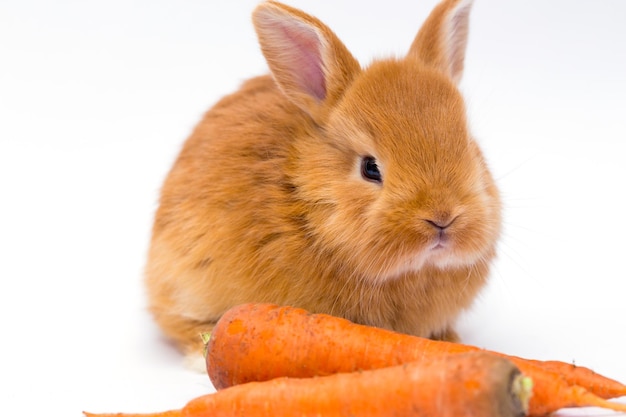 Rabbit and carrot