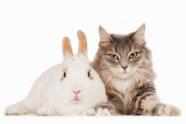 Rabbit and cat together.