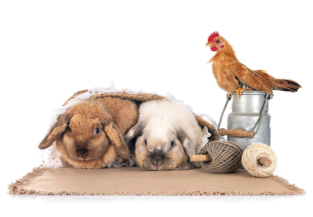rabbit and chicken in front of white background