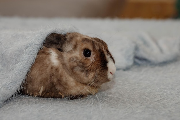 Rabbit for Christmas and New Year 2023 White and brown cute rabbit lies under a winter plaid