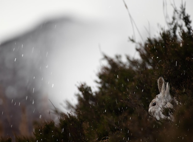 Rabbit covered in snow peeking out of bushes