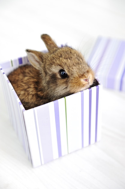 Rabbit cute baby as surprise in box