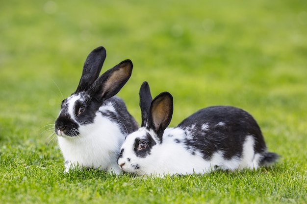 Rabbit. Cute rabbit bunny on the lawn in the garden.