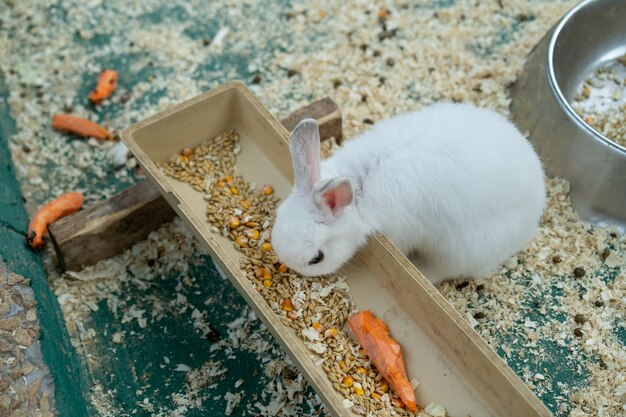 Rabbit dines on grain and carrots