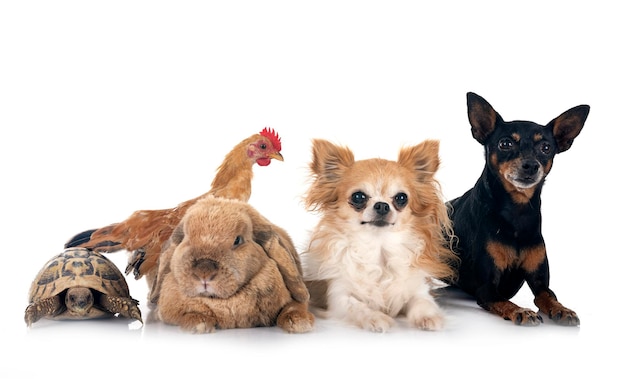 rabbit dogs and chicken in front of white background