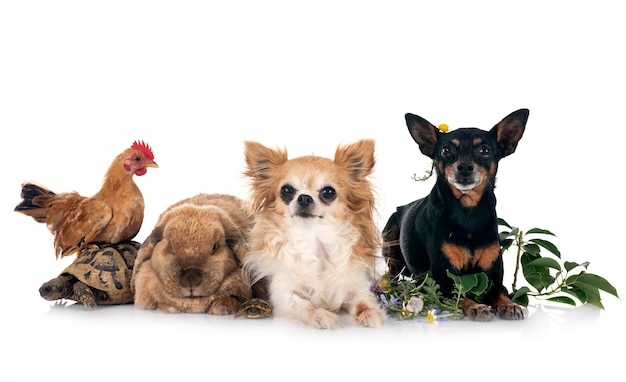 rabbit dogs turtle and chicken in front of white background