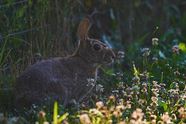 Photo rabbit in early morning sun