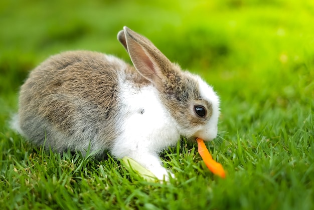 a rabbit eating carrot on the green grass.