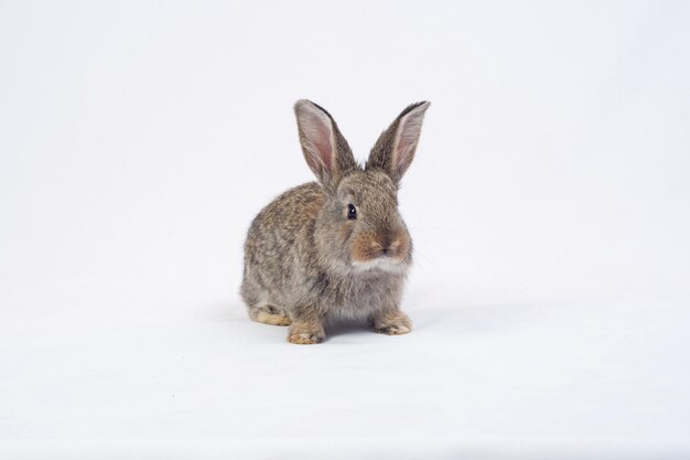 Photo rabbit eating a carrot