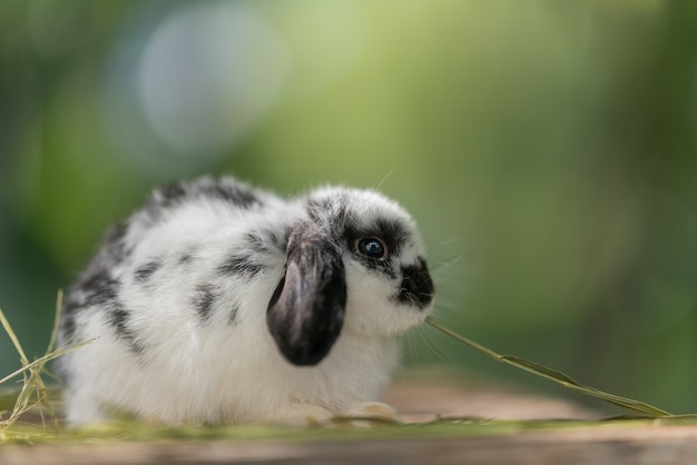 кролик ест траву на фоне боке bunny pet holland lop