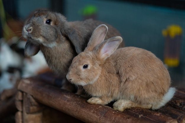Bokeh 배경으로 잔디를 먹는 토끼 토끼 애완 동물 네덜란드 롭