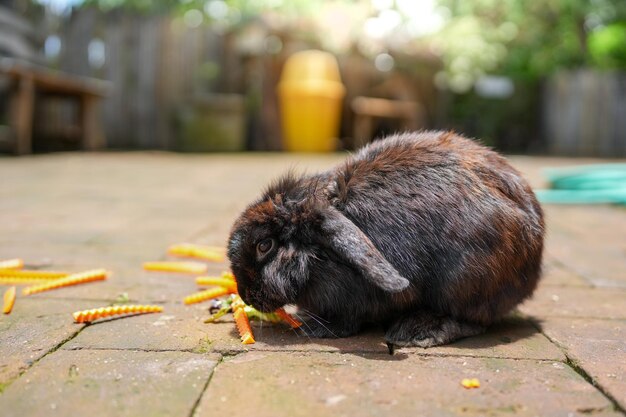 A rabbit eating pasta on a patio