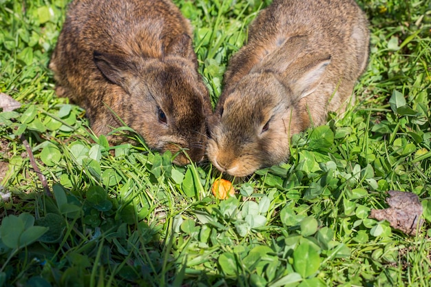 Photo the rabbit eats carrots in gaeden