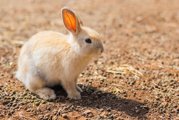 Rabbit on the farm and sunshine