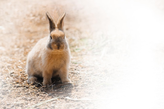 Rabbit on farm and sunshine