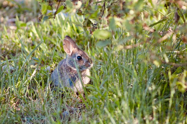 Photo rabbit in a field