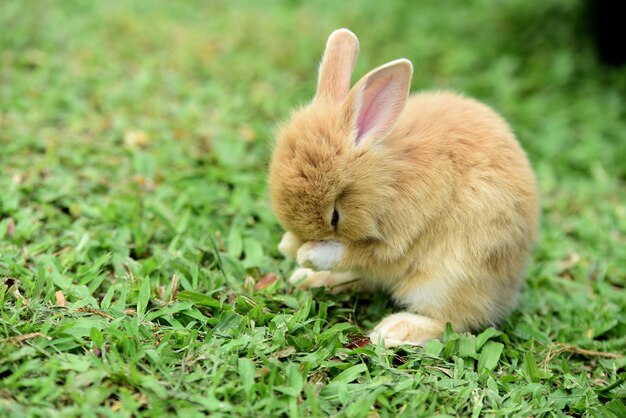 Photo rabbit on field