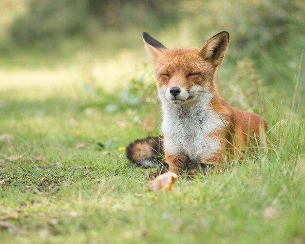 野原のウサギ