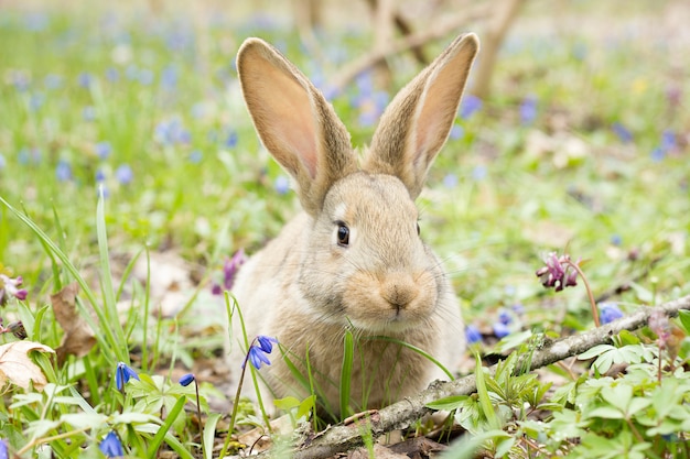 Rabbit on a flower meadow. Wild hare in the meadow close up