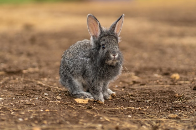 Rabbit fluffy light cute background small pet nature grey fur\
for farm beautiful in gray from