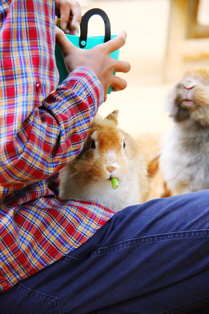 Photo a rabbit on a girls lap