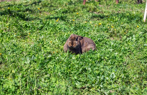 Photo the rabbit in the grass