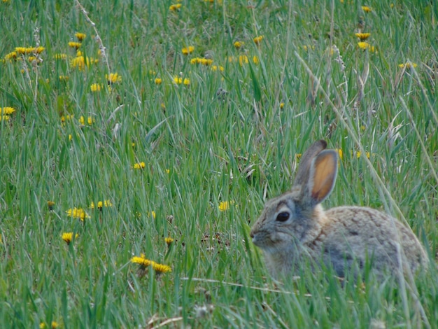 Rabbit on grassy field