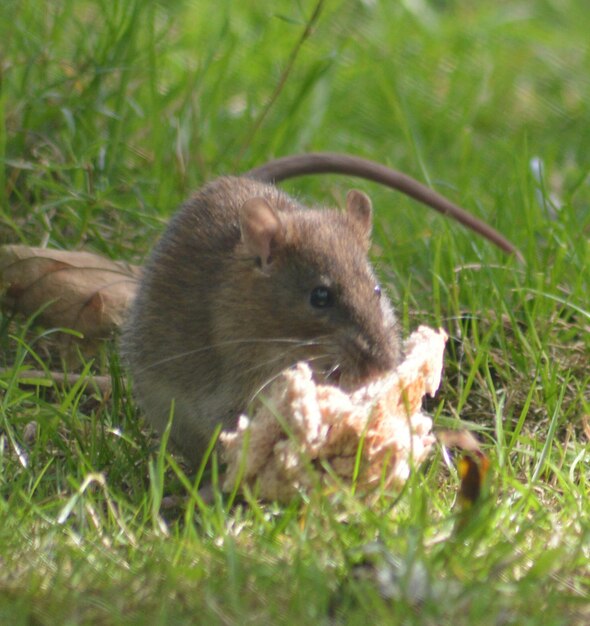 Photo rabbit on grassy field