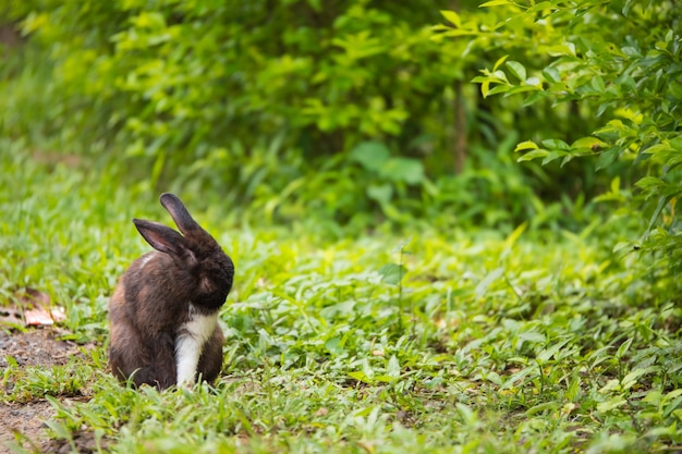 A rabbit on green grass in the garden. copy space