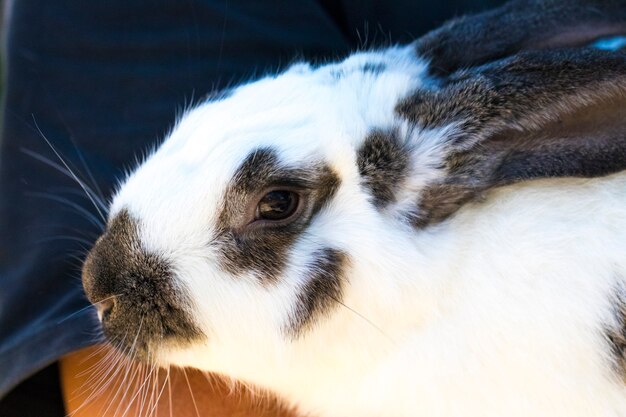 Rabbit in Green Grass with small child and rabbits in the background blurred.