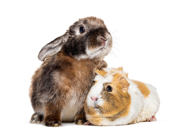 Rabbit and guinea pig together isolated on white