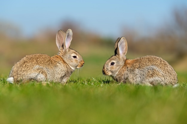 Rabbit hare while in grass in summer time