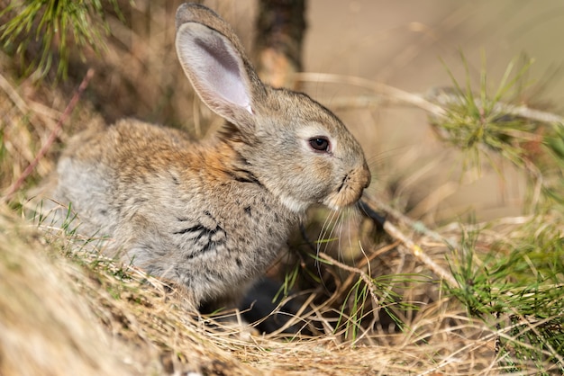 写真 草の背景であなたを見ながらウサギのうさぎ