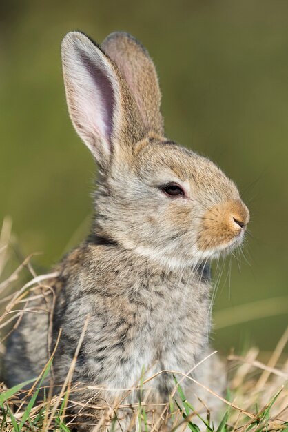 Rabbit hare while looking at you on grass background