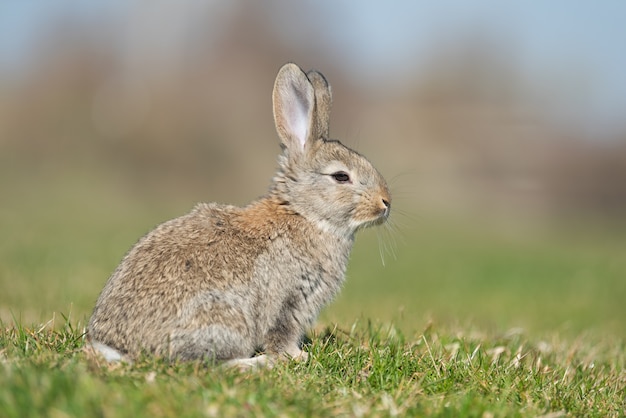 Rabbit hare while looking at you on grass background