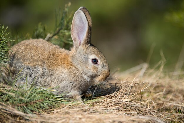 Rabbit hare while looking at you on grass background