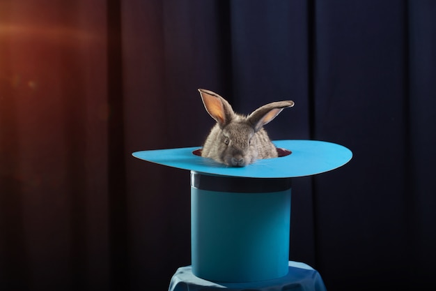 Rabbit in  hat on blue background