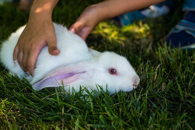 Фото Кролик в зеленой траве с маленьким ребенком и кроликами на заднем плане размыты.